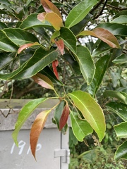 Elaeocarpus serratus