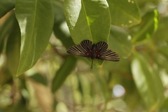 Melanis cephise cephise