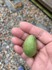 Elaeocarpus serratus