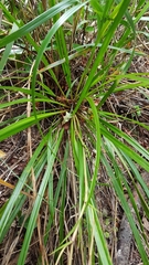 Cordyline pumilio