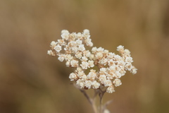 Helichrysum indicum