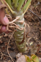 Tylecodon grandiflorus