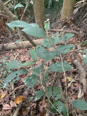 Styrax suberifolius