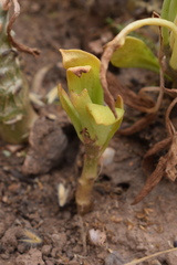 Tylecodon grandiflorus