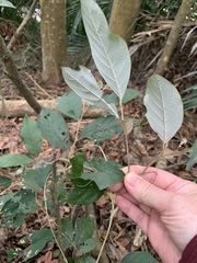 Styrax suberifolius
