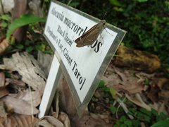 Pelopidas mathias mathias