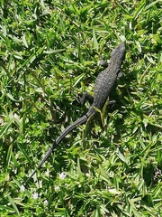 Ninurta coeruleopunctatus