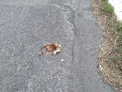 Ixobrychus cinnamomeus