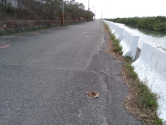 Ixobrychus cinnamomeus