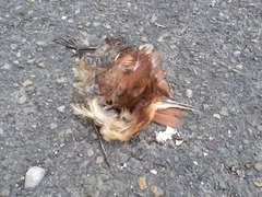 Ixobrychus cinnamomeus