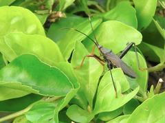 Notobitus sexguttatus