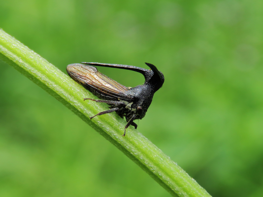 Leptobelus sauteri