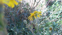 Senecio consanguineus