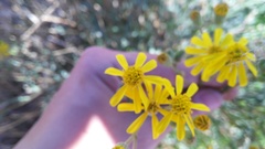 Senecio consanguineus