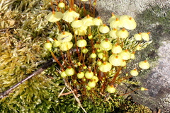 Splachnum luteum