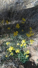 Senecio consanguineus