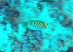 Chaetodon punctatofasciatus