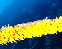Bryaninops