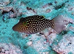 Canthigaster janthinoptera