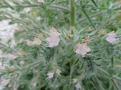 Echium italicum biebersteinii