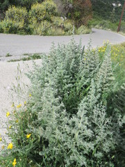 Echium italicum biebersteinii