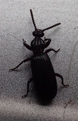 Leoglymmius