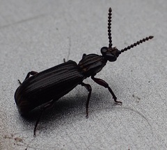 Leoglymmius