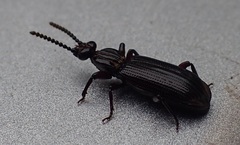 Leoglymmius