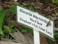 Pelopidas mathias mathias