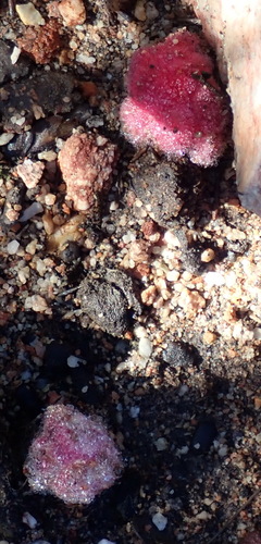 Candyfloss Inkflower (Harveya roseoalba)