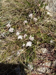 Pimelea alpina