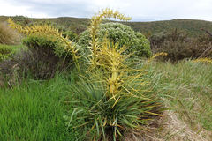 Aciphylla scott-thomsonii