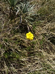 Ranunculus gunnianus