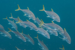 Caranx papuensis