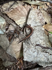 Plethodon cinereus image