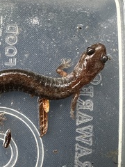 Plethodon cinereus image