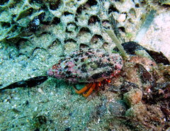 Paguristes frontalis