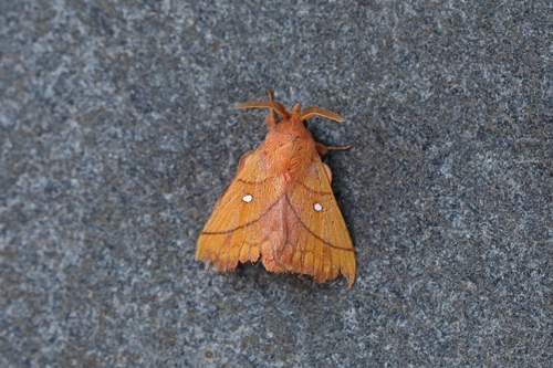 Plum Lappet