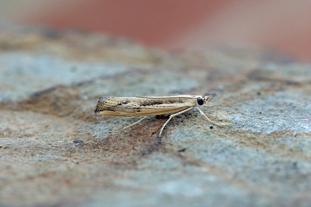 Agriphila trabeatellus
