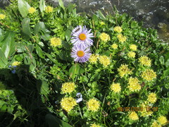 Aster flaccidus