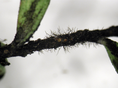Metacapnodium