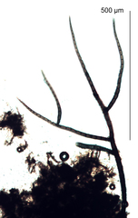 Metacapnodium