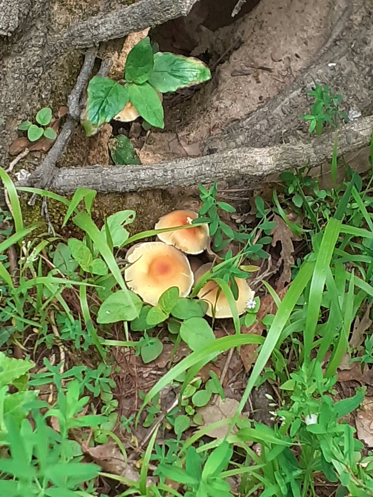 Gambesecche