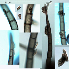 Metacapnodium
