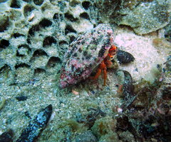 Paguristes frontalis