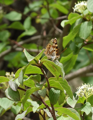 Thaleropis ionia