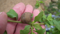 Laevicaulis natalensis