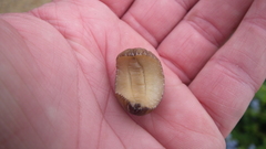 Laevicaulis natalensis