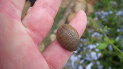 Laevicaulis natalensis