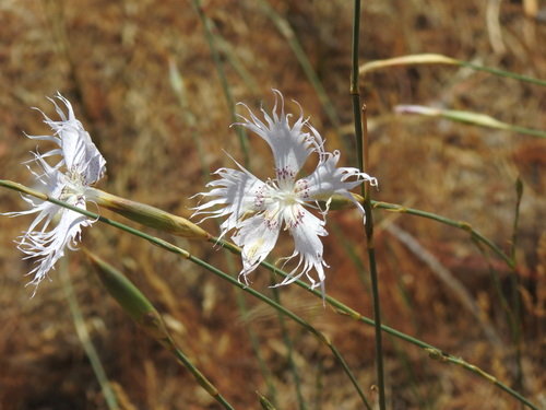 Image of Dianthus broteri by (c) Duarte Frade, some rights reserved (CC BY)
